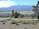 Ohia Trees