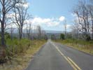 Ohia Trees