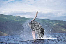 Whale Breaching