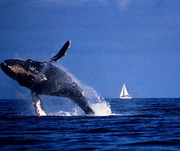 Whale Breaching