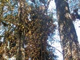 Monarchs covering the trees