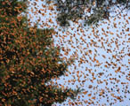 Monarch Butterflies