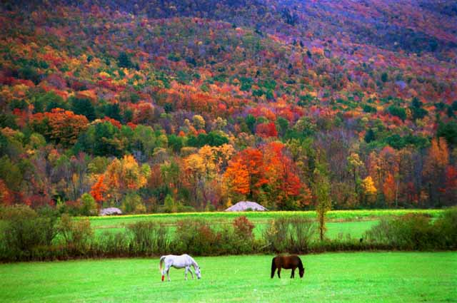 Image result for new england leaves